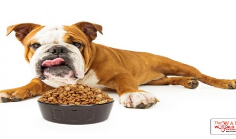 Dog Not Eating? Possible Causes and Appetite Solutions
