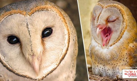 Adorable owl, with heart-shaped face and queen-like poise, poses for photos!
