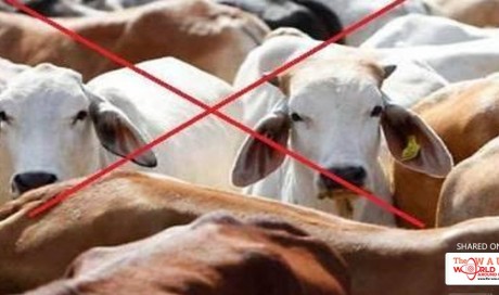 West Bengal, Kerala take bull by horn, reject cattle trade ban