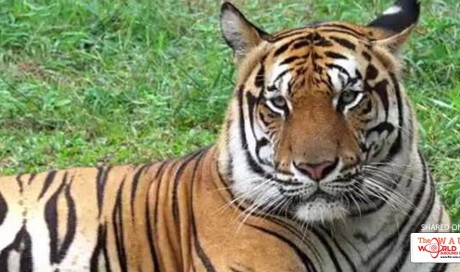 Tiger kills U.K. zookeeper in enclosure