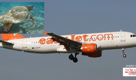EasyJet passengers left high and dry in Greece – in part by mating turtles
