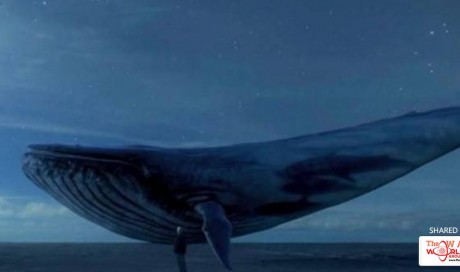 Kerala Will Write To Centre To Ban 'Blue Whale': Chief Minister