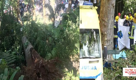 Falling oak tree kills religious festivalgoers on Madeira