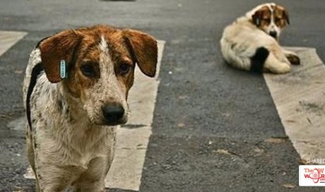 Mumbai: Dog critical after being assaulted with an iron rod