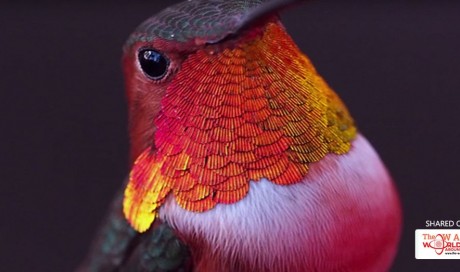 More Than 200 Hummingbirds Live With A Woman