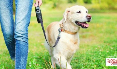 Walking Your Dog Can Lift Your Mood Instantly