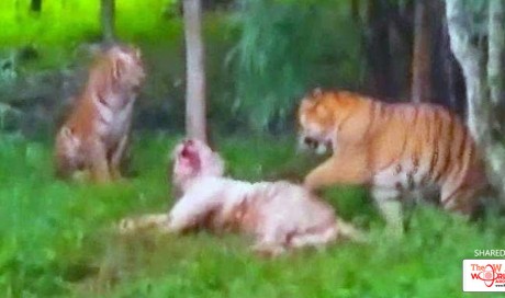  In Brawl Between 4 Big Cats In Bengaluru, A 9-Year-Old White Tiger Dies