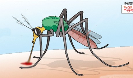 5 Effective Home Remedies to Keep Mosquitoes Away