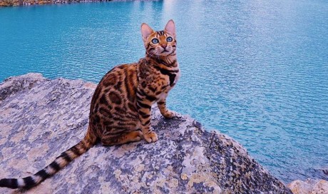 The adventures of Suki: This Bengal cat probably travels more than you