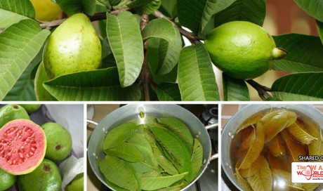 The Amazing Health Benefits of Guava Leaves You Didn't Know About!