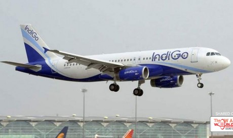 Dog hit delays Indigo flight to Mumbai