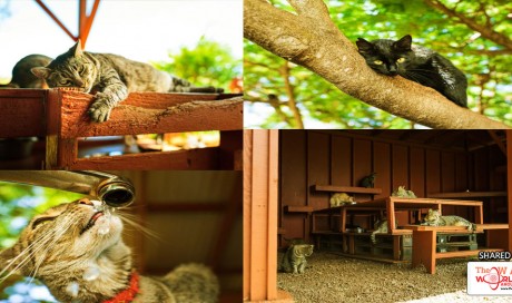 There’s A Cat Sanctuary That Lets You Cuddle With 500 Kitties & It’s ’Purr’adise