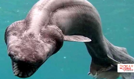 Ancient Shark With A Snake Head And 300 Teeth Is Why We Should Just Say Nope To The Ocean