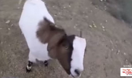 Internet Sensation: Gary The Goat Has Died Aged Just Six Years Old