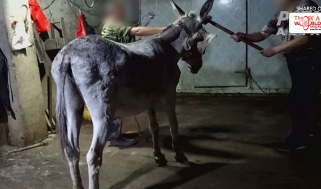 Donkeys in China tortured to make gelatin, disturbing video reveals