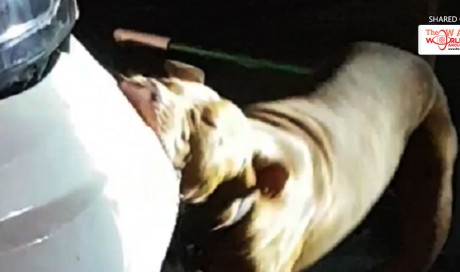 Video of car-eating dog in Dalton, Ga. goes viral