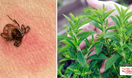 This Plant Kills Lyme Disease Better Than Antibiotics, According To Research