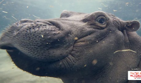 Five genuinely great things the internet gave us in 2017, featuring baby hippos