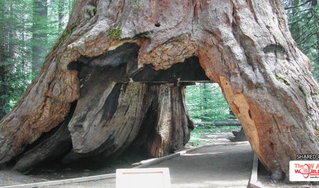 Iconic Sequoia 'Tunnel Tree' Brought Down By California Storm