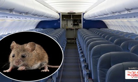 Flight cancelled after rat spotted in plane