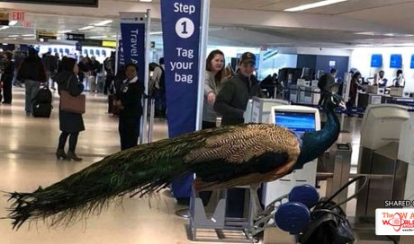 Woman denied emotional support peacock on United flight