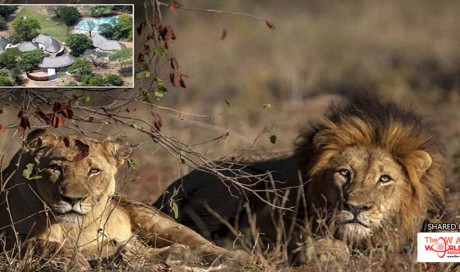 Poacher eaten by lions he was hunting in South Africa 