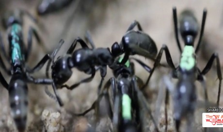 Fierce Warrior Ants Are The First Insects Ever Observed to Treat Their Wounded Soldiers