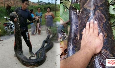 Giant 20ft Female Python and Male Python Killed by Hungry Villagers for Food When Mating