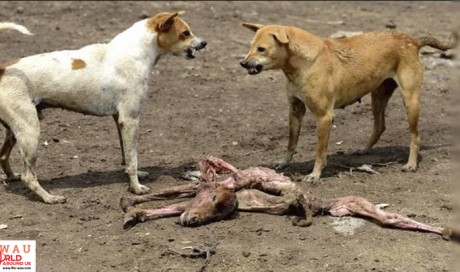 Indian villagers take revenge after three children killed by dogs
