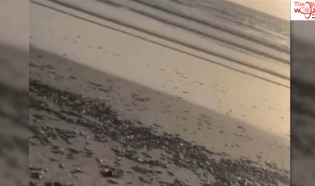 Thousands of dead fish wash up on Ras Al Khaimah's Al Rams beach
