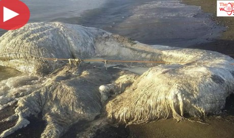 Mysterious hairy sea creature dubbed ‘globster’ washes up on Philippines beach
