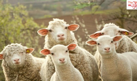 Qatar: Only two sheep per person this Ramadan

