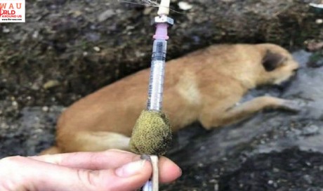 Russia Is Using Poisoned Darts And Blowguns To 'Destroy' Stray Animals Ahead Of World Cup