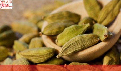 Here’s How Cardamom Can Help You Lose Weight
