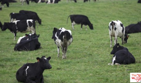 New Zealand to kill 150,000 cows to end bacterial disease
