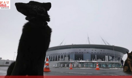 Is Russia killing stray dogs ahead of the World Cup?
