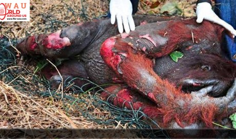 Say 'NO' To Palm Oil
