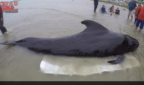 Pilot Whale Dies In Thailand After Swallowing 80 Plastic Bags & We Should Be Ashamed Of Ourselves