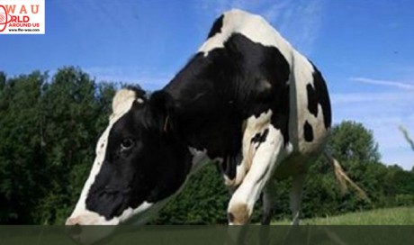 Pregnant Cow Sentenced To Death For Crossing Bulgarian Border To Enter Serbia