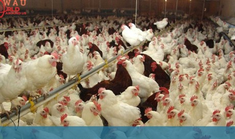 Saudi Arabia bans poultry imports from Nepal over bird flu
