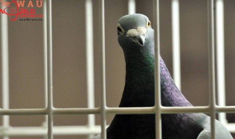India catches 'Pakistani spy pigeon'
