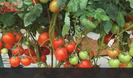 India bans import of Nepali tomatoes
