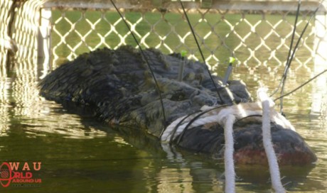 After An 8-Year-Long Hunt, Australian Authorities Finally Catch The 600-Kg Monster Crocodile