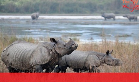 Nepal embarks on 'rhino diplomacy' with rare gift to China