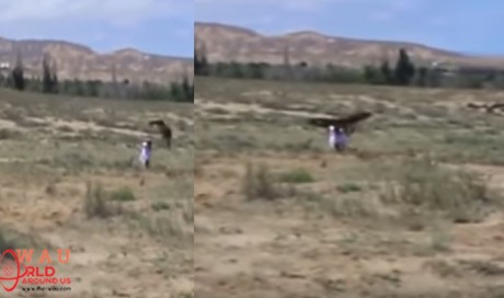 Video: 6ft golden eagle attacks 8-year-old girl during hunting display
