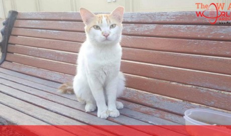 Save Gussy: cat abandoned at Abu Dhabi bus stop waits months for owners to return
