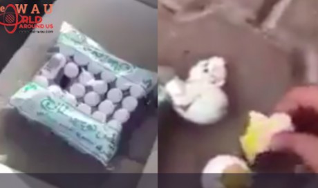 Video: Eggs left in car get 'cooked' due to heat
