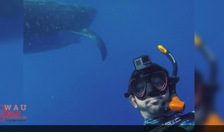 Watch: Dubai Crown Prince Shaikh Hamdan swims with whale sharks
