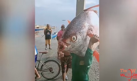 Video: Filipino man catches giant 30kg 'moonfish' alive
