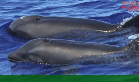 Wolphin? Scientists Have Spotted an Amazing Dolphin-Whale Hybrid Off The Coast of Hawaii